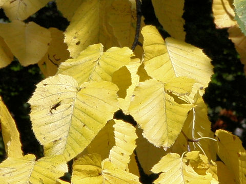 Betula maximowicziana