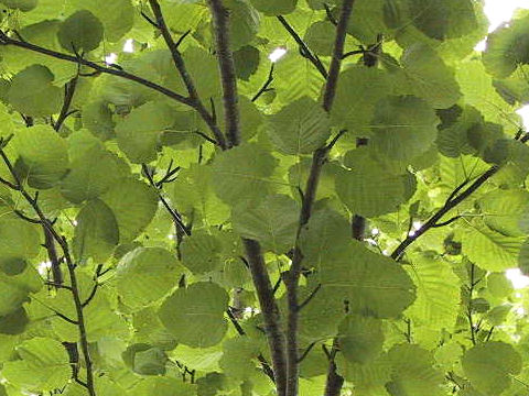 Betula maximowicziana