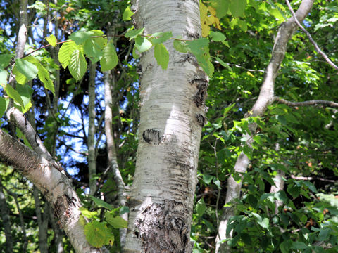 Betula maximowicziana