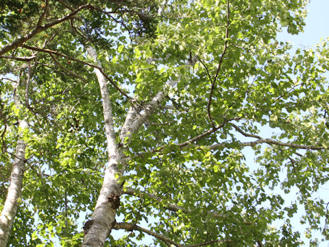 Betula maximowicziana