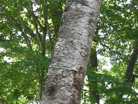 Betula maximowicziana