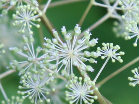 Aralia cordata