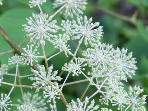 Aralia cordata