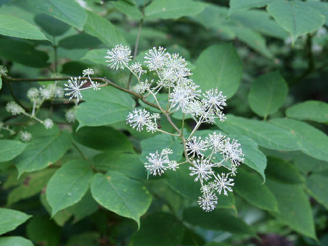 Aralia cordata