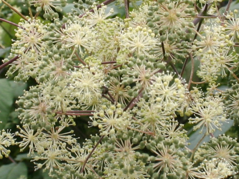 Aralia cordata