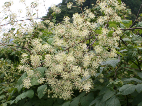 Aralia cordata