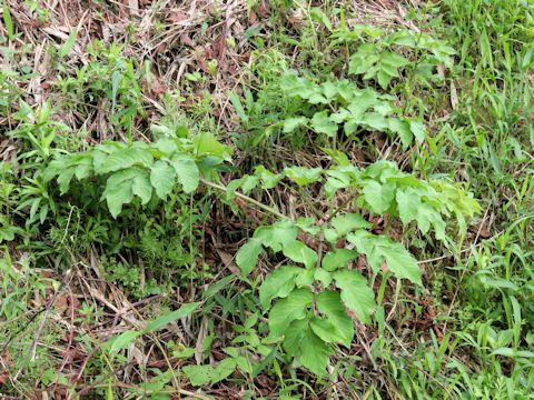 Aralia cordata