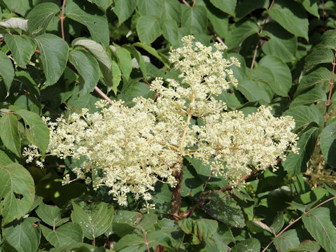 Aralia cordata