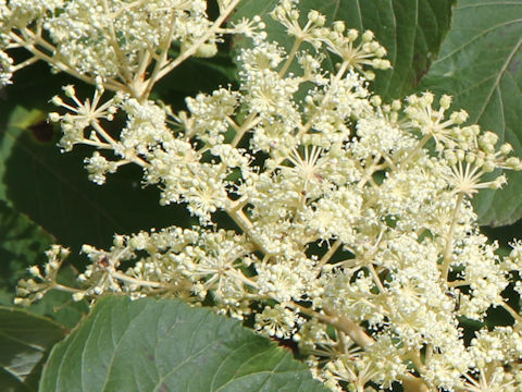 Aralia cordata