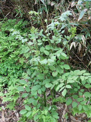 Aralia cordata