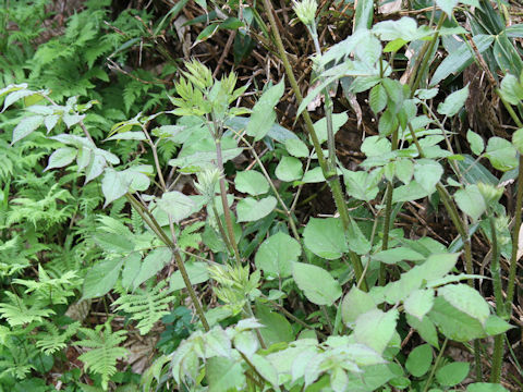 Aralia cordata