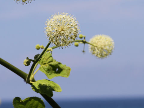 Aralia cordata