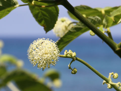 Aralia cordata