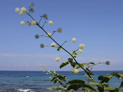 Aralia cordata