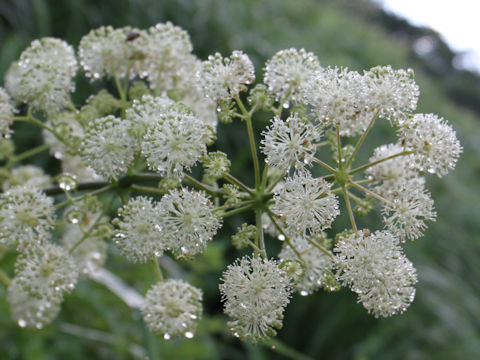 Aralia cordata