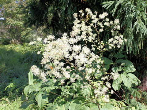 Aralia cordata