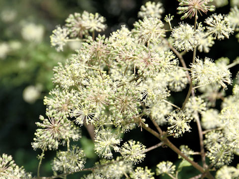 Aralia cordata