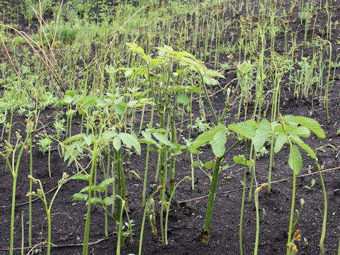 Aralia cordata