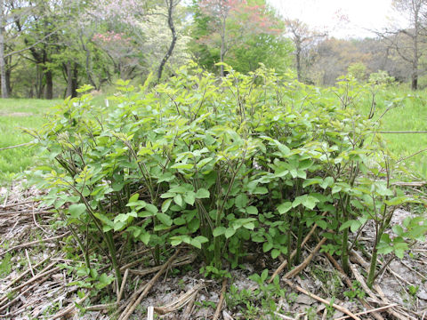 Aralia cordata