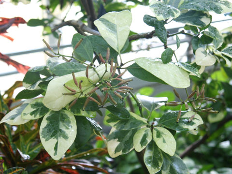 Pisonia umbellifera cv. Variegata