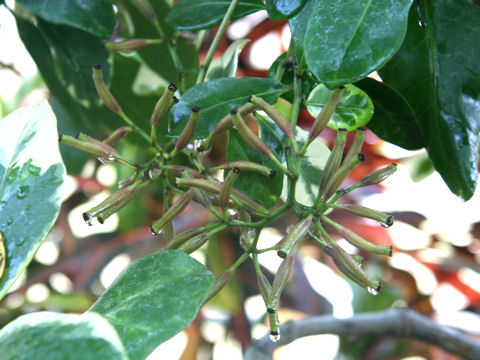 Pisonia umbellifera cv. Variegata