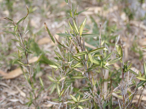 Pleioblastus fortunei cv. Tsuboii