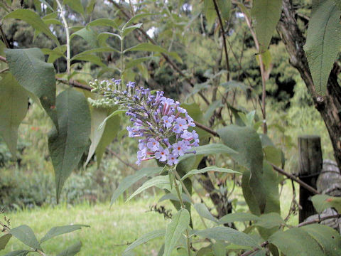 Buddleja curviflora f. venenifera