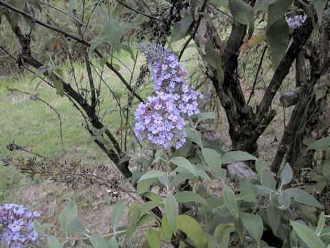 Buddleja curviflora f. venenifera