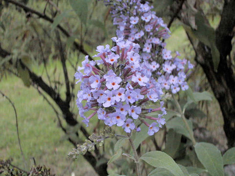 Buddleja curviflora f. venenifera