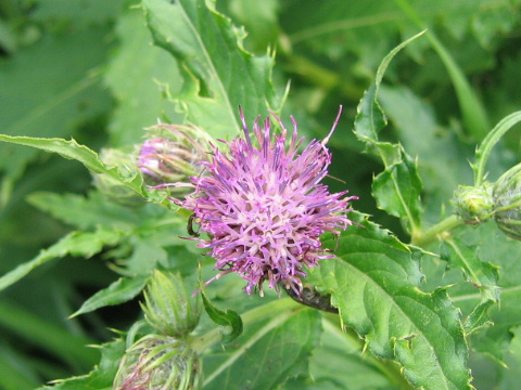 Cirsium ugoense