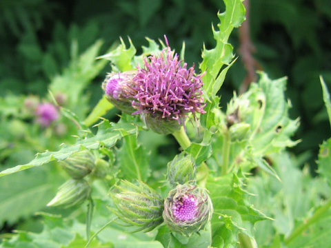 Cirsium ugoense