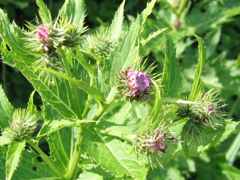 Cirsium ugoense