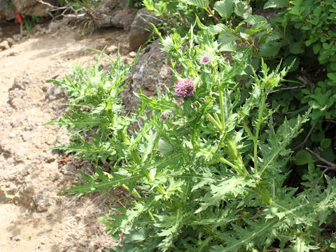 Cirsium ugoense