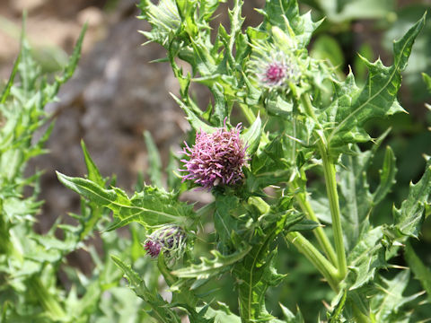 Cirsium ugoense