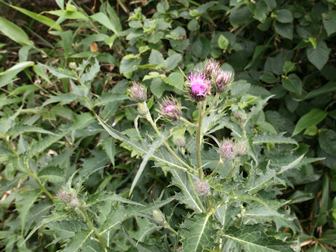 Cirsium ugoense