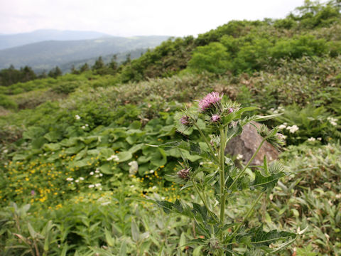 Cirsium ugoense