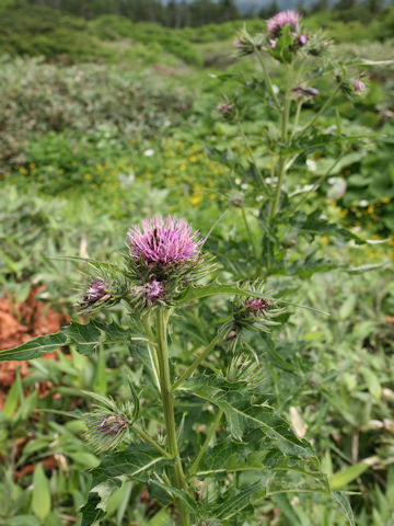 Cirsium ugoense