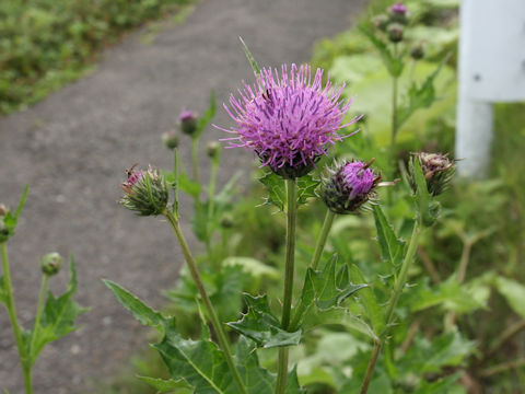 Cirsium ugoense