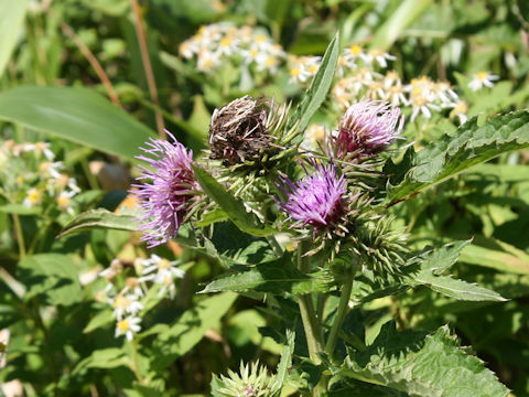 Cirsium ugoense