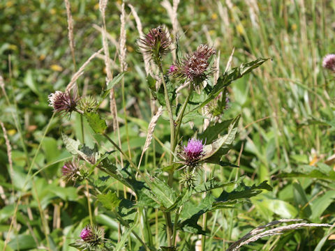 Cirsium ugoense