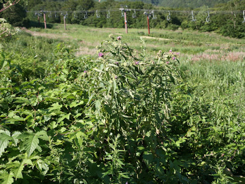 Cirsium ugoense