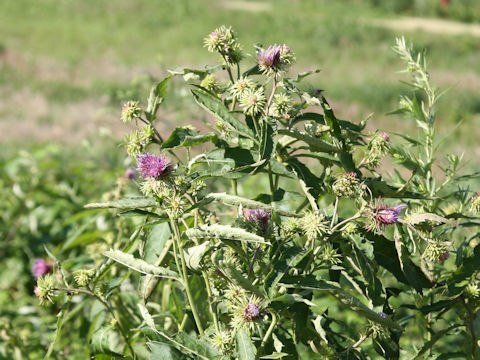 Cirsium ugoense