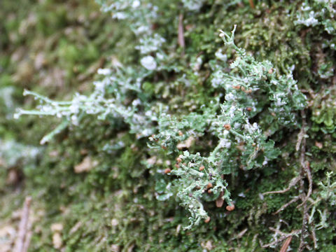 Cladonia gracilis ssp. turbinata