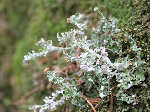 Cladonia gracilis ssp. turbinata