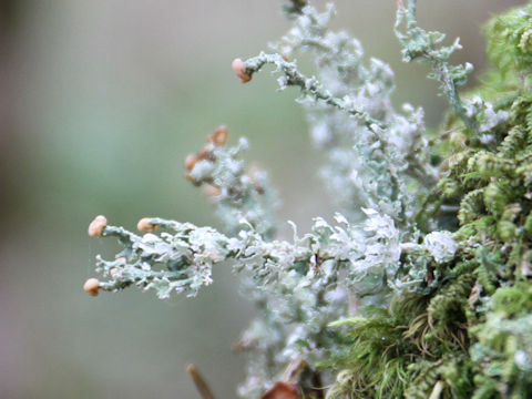 Cladonia gracilis ssp. turbinata