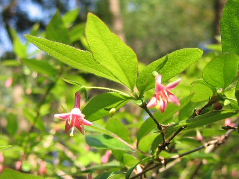 Lonicera gracilipes var. glabra