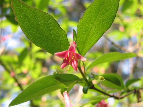 Lonicera gracilipes var. glabra