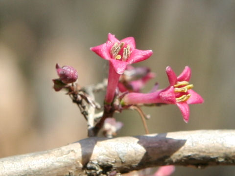 Lonicera gracilipes var. glabra