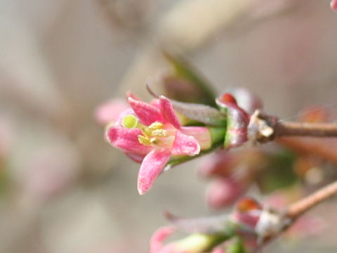 Lonicera gracilipes var. glabra