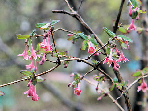 Lonicera gracilipes var. glabra